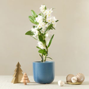 Bamboo Orchid House Plant In Earthenware Pot