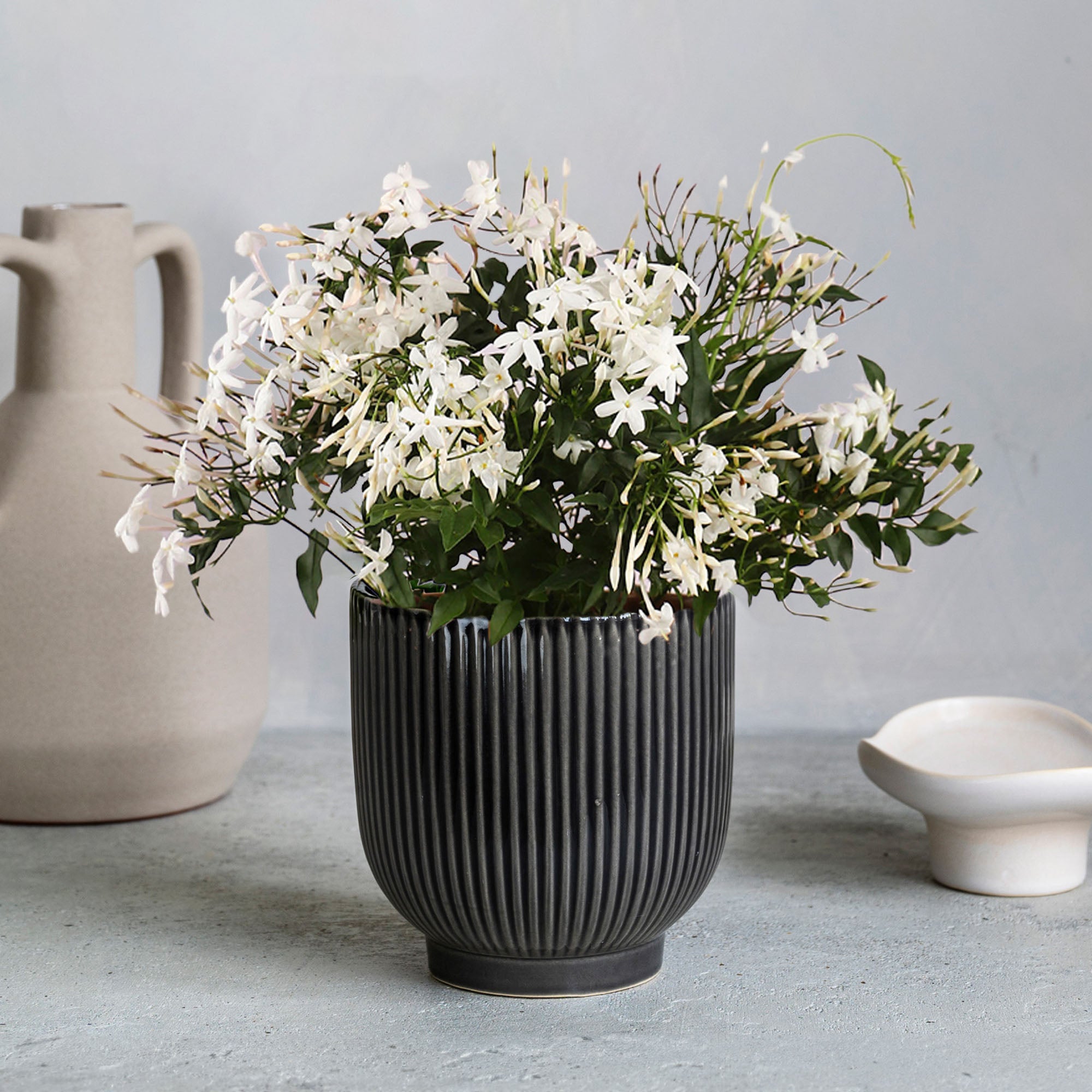 Jasmine House Plant In Ribbed Ceramic Pot Ceramic Grey