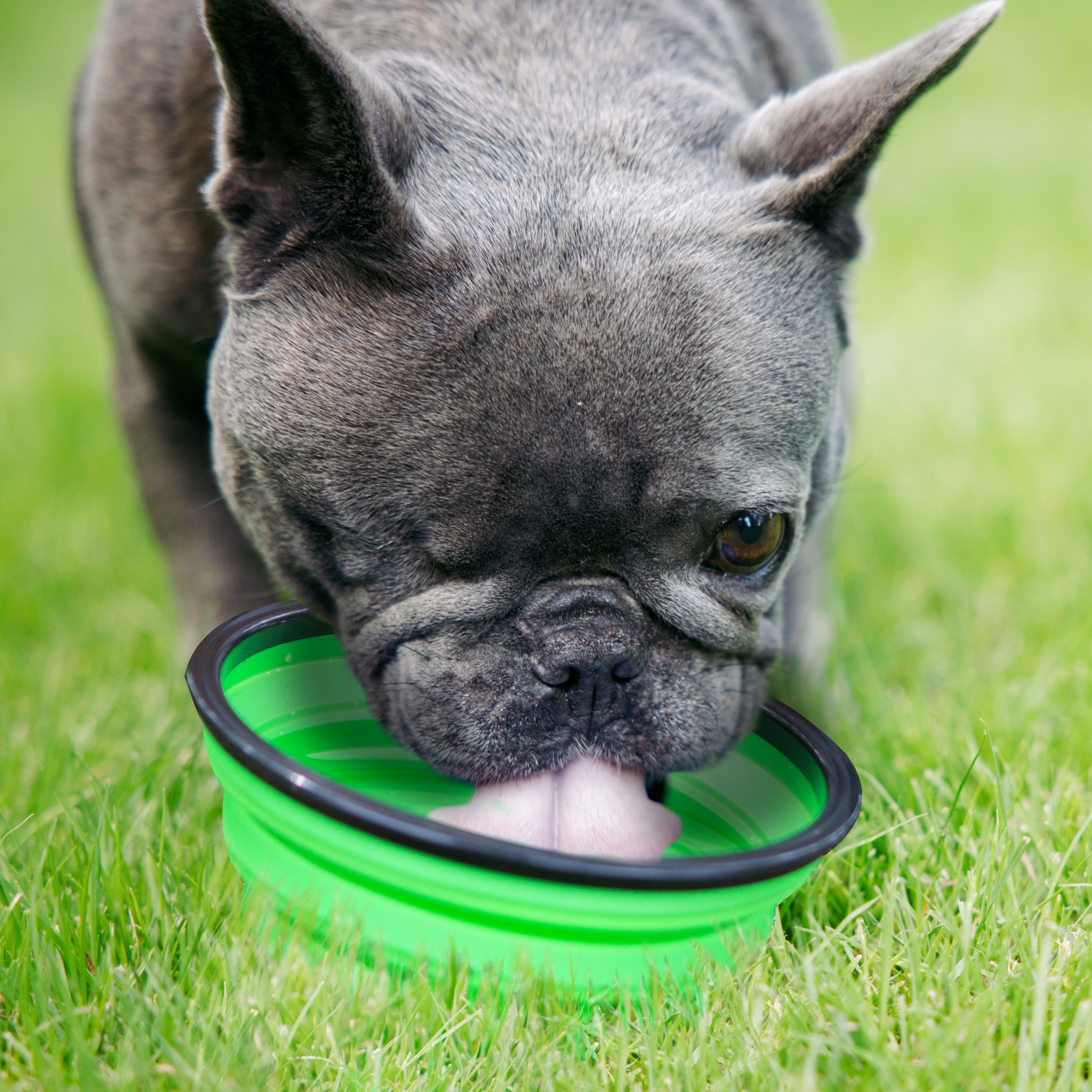 Crufts Collapsible 1L Pet Bowl with Hook Green
