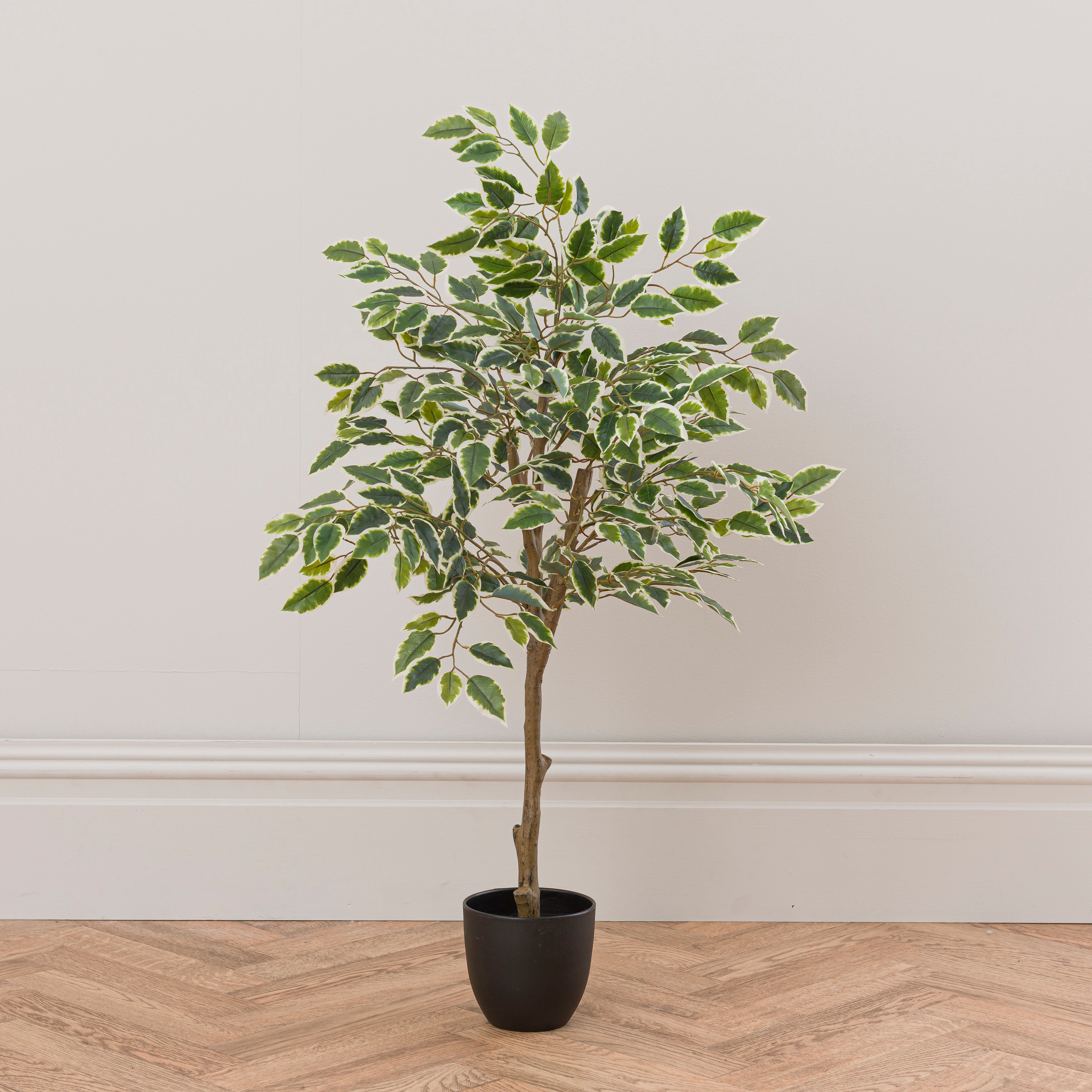 Artificial Variegated Ficus Tree In Black Plant Pot Green