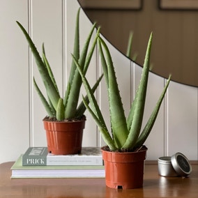 Aloe Vera House Plant Bundle
