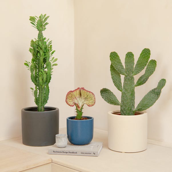 Cacti Trio Potted House Plant Bundle image 1 of 8