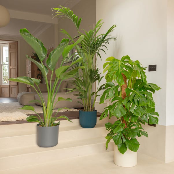 Tall Trio Potted House Plants Bundle image 1 of 8