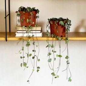 String of Hearts House Plant Bundle