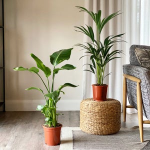 Bird Of Paradise & Kentia Palm House Plant Bundle