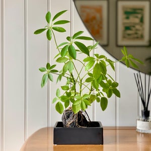Schefllera On Lava House Plant In Black Ceramic Plant Pot
