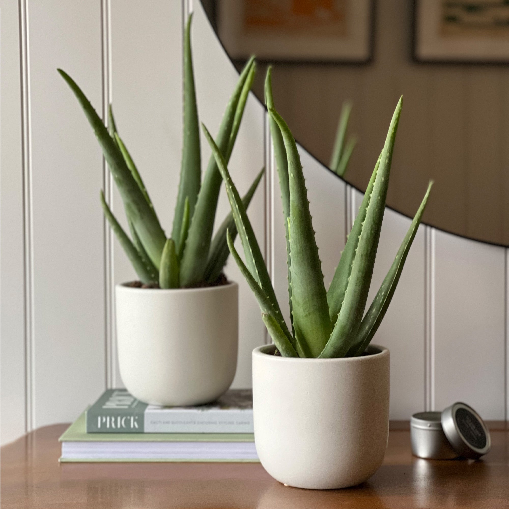 Aloe Vera Potted House Plant Bundle Earthenware Oyster