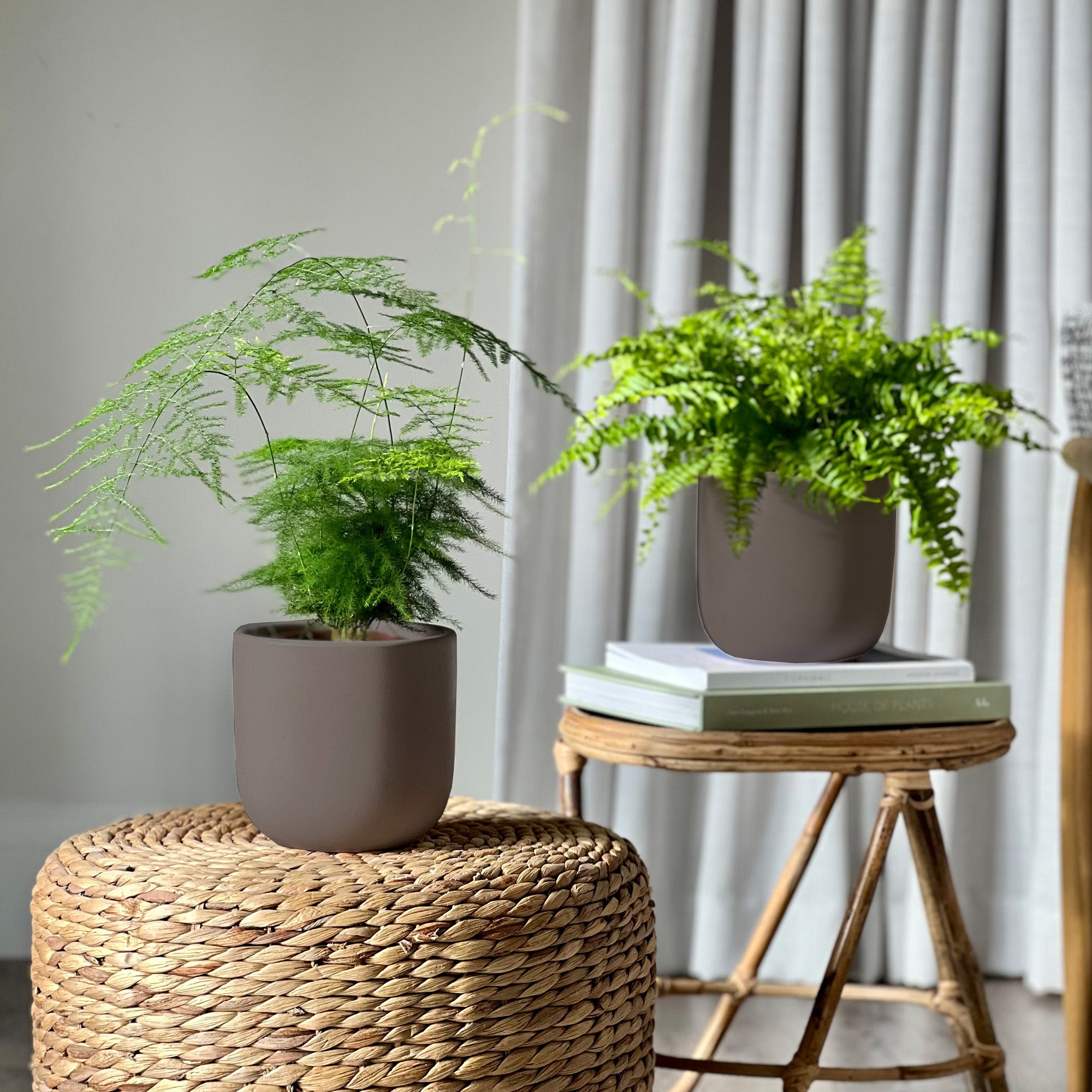 Asparagus Boston Fern Potted House Plant Bundle Earthenware Graphite