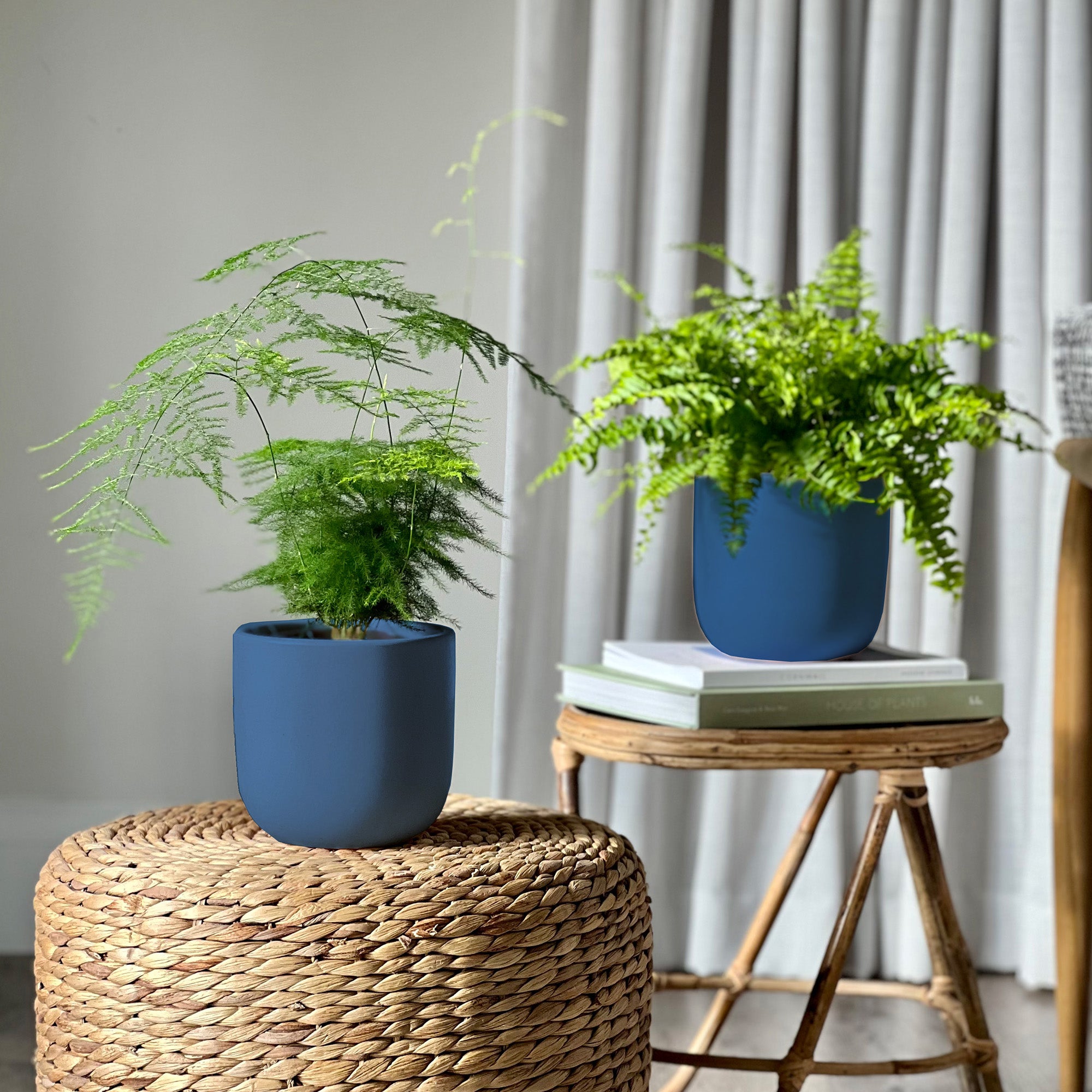 Asparagus Boston Fern Potted House Plant Bundle Earthenware Blue