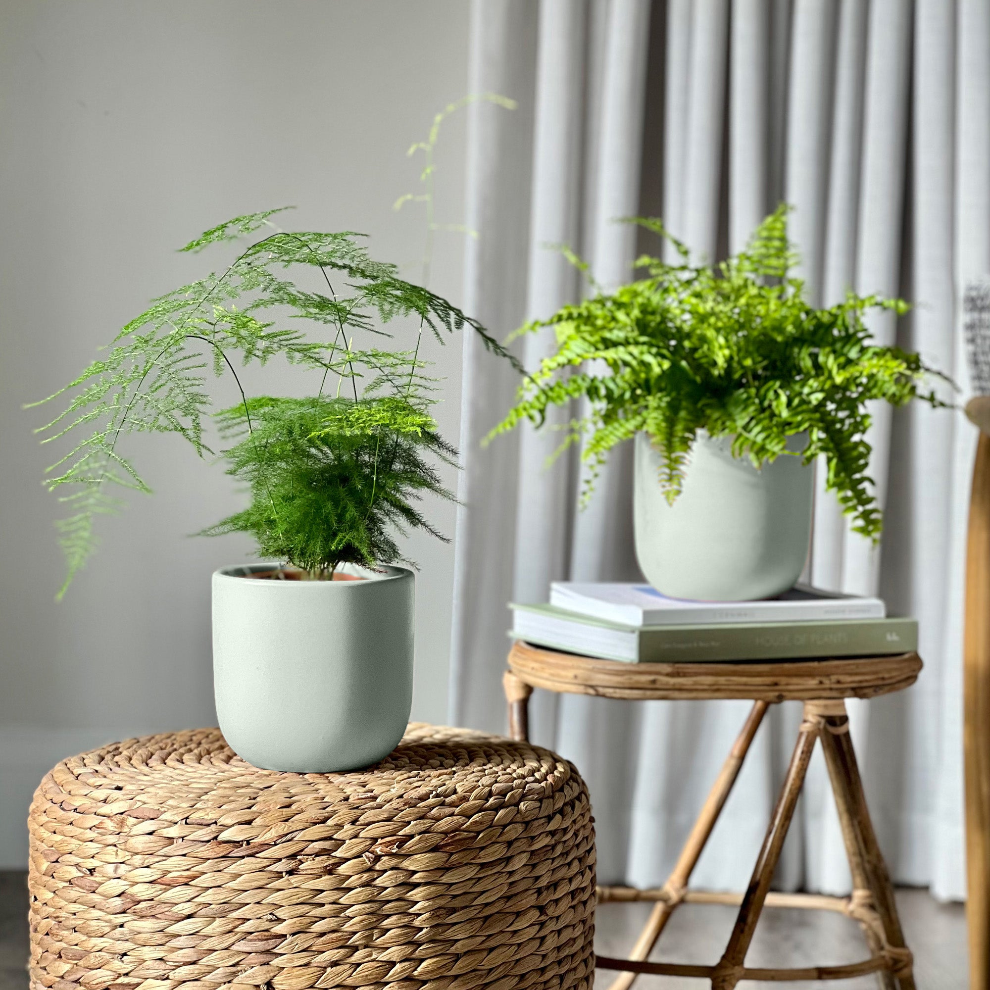 Asparagus Boston Fern Potted House Plant Bundle Earthenware Pistachio