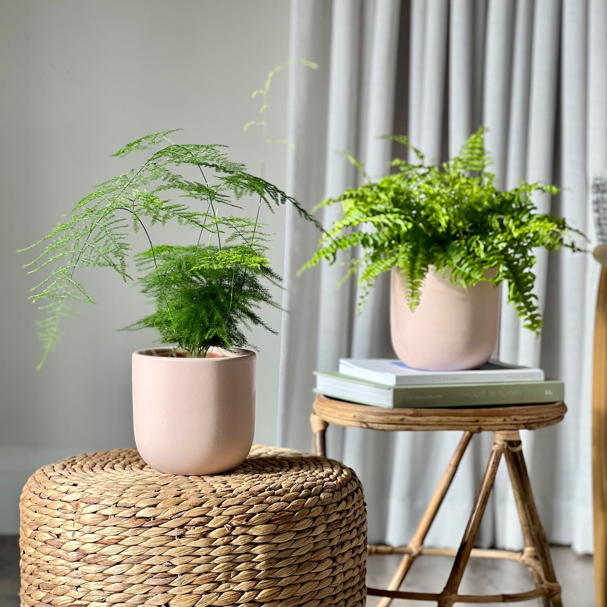 Asparagus Boston Fern Potted House Plant Bundle Earthenware Clay