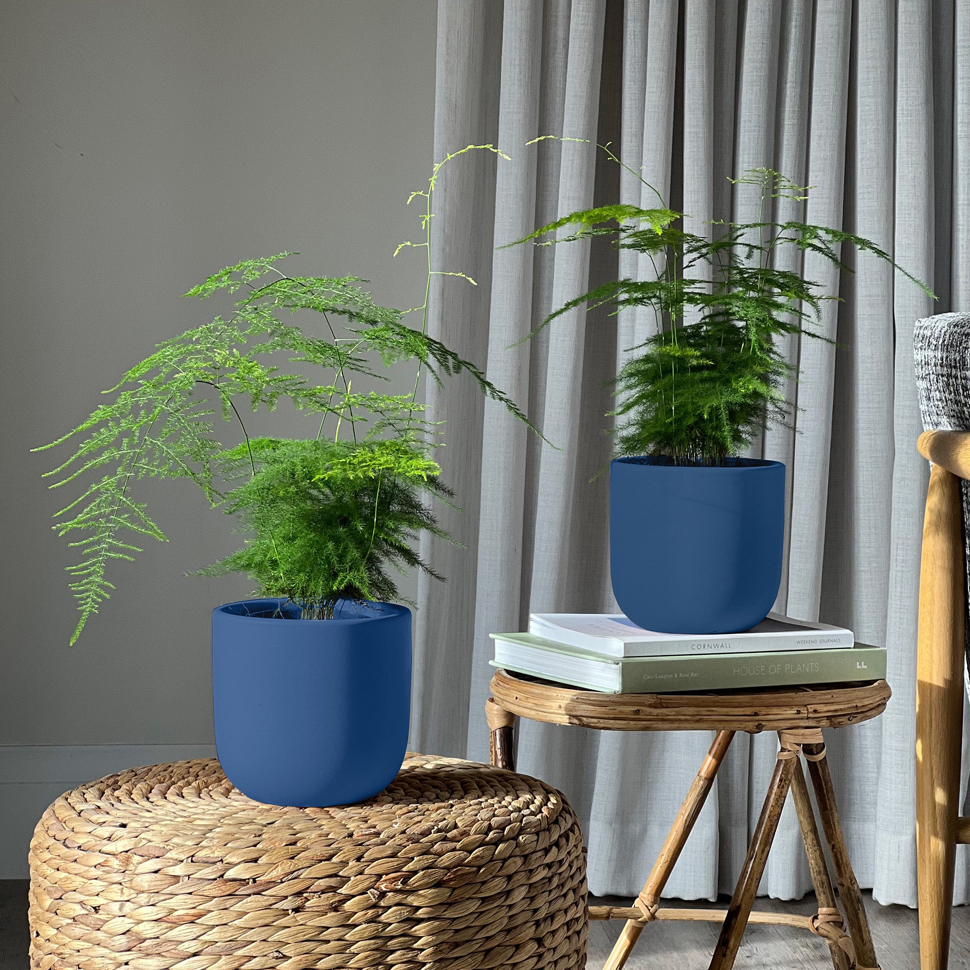 Asparagus Fern Potted House Plant Bundle Earthenware Blue