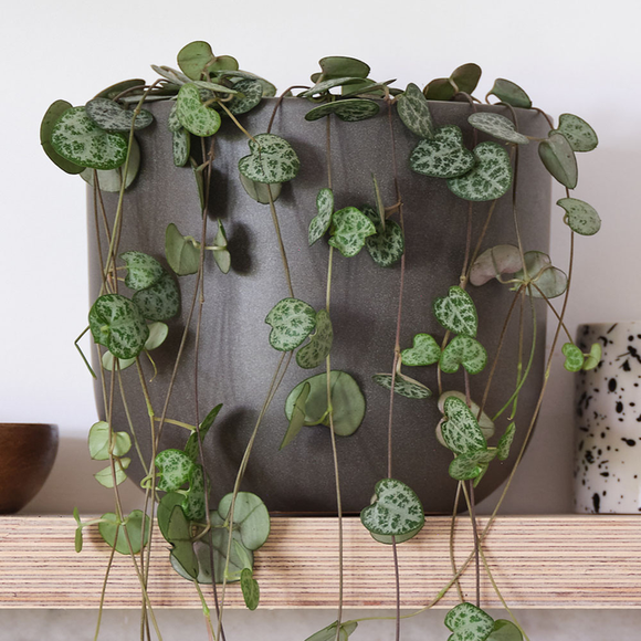 Carousel navigation image position 2 of 3