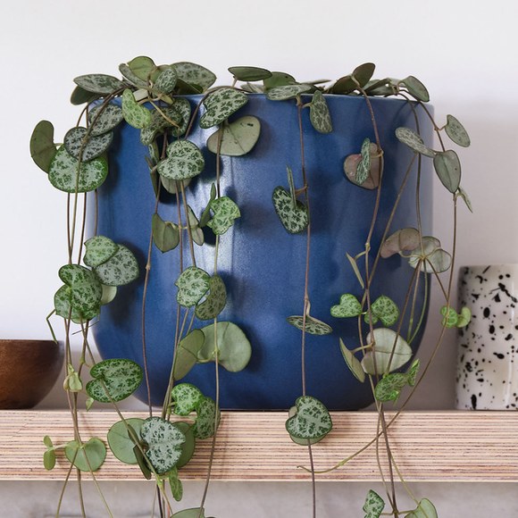 Carousel navigation image position 2 of 3