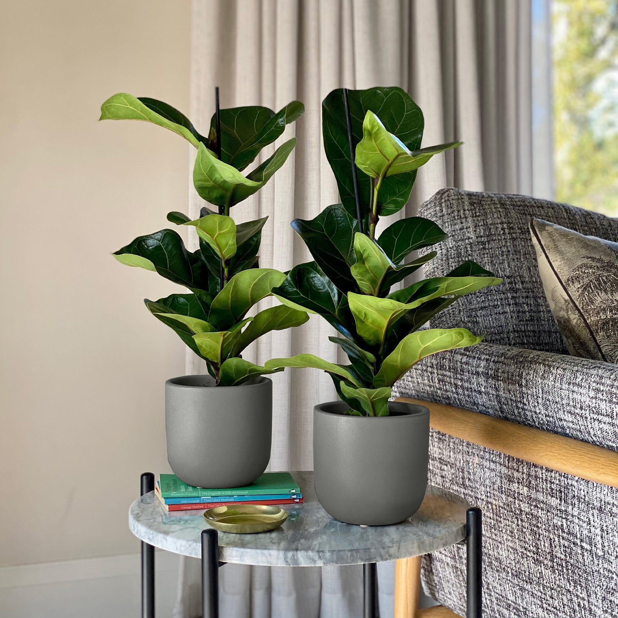 Fiddle Leaf Fig Potted House Plant Bundle Earthenware Graphite