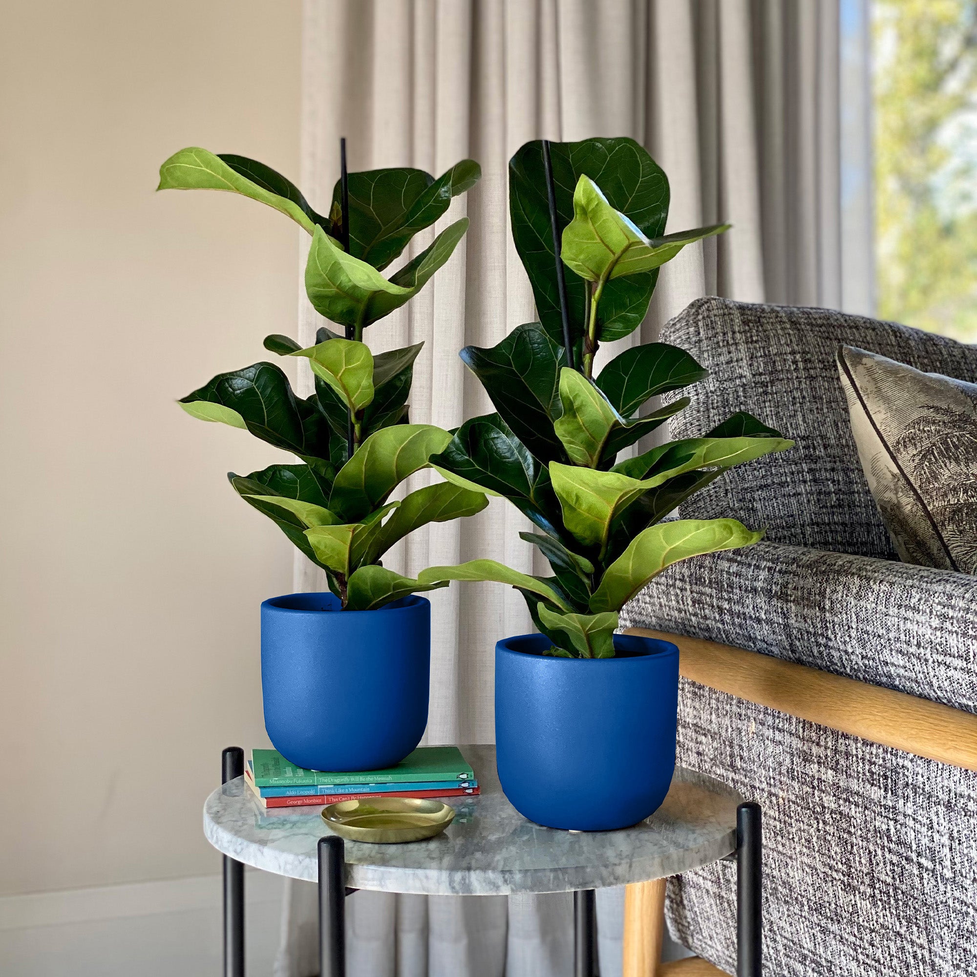 Fiddle Leaf Fig Potted House Plant Bundle Earthenware Blue