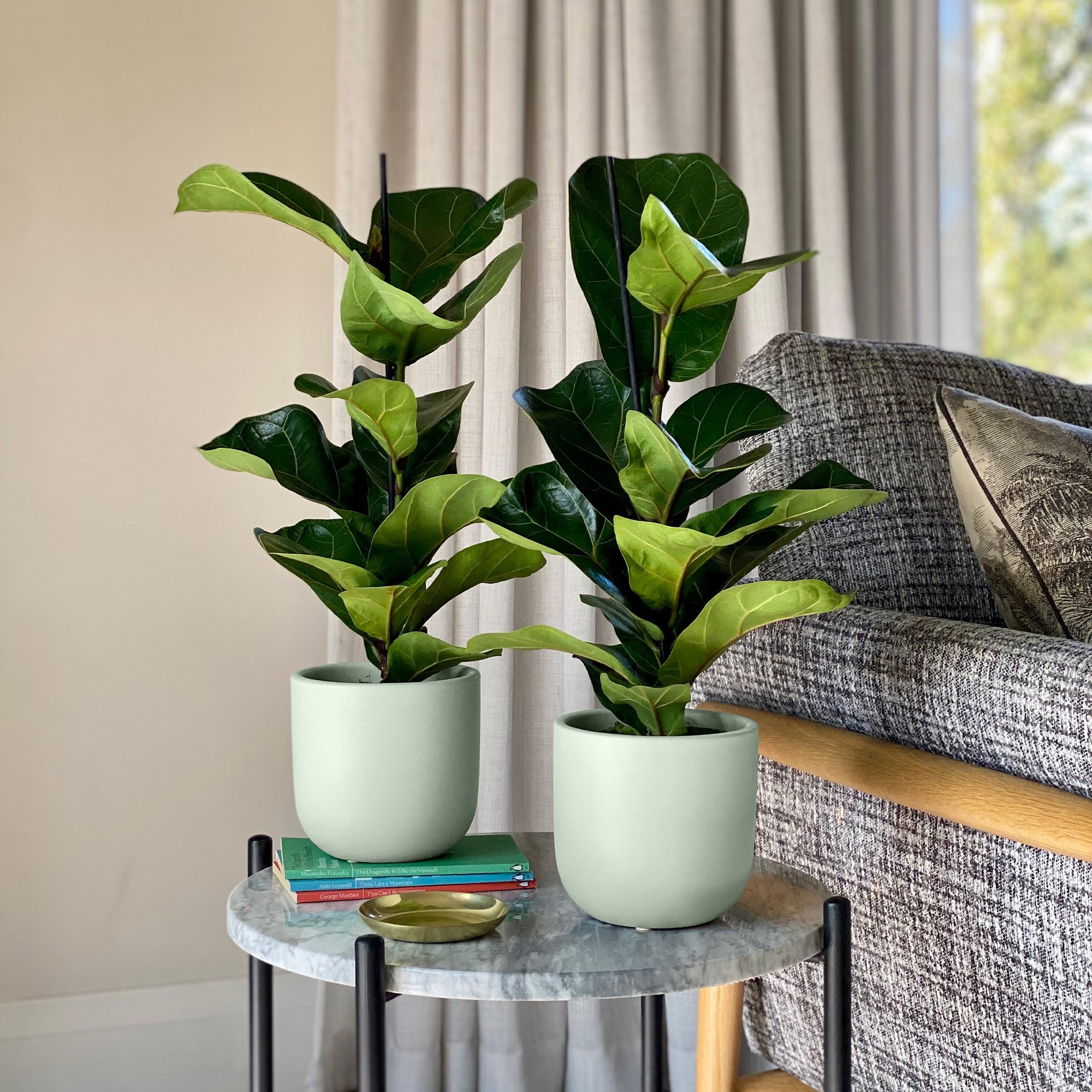 Fiddle Leaf Fig Potted House Plant Bundle Earthenware Pistachio