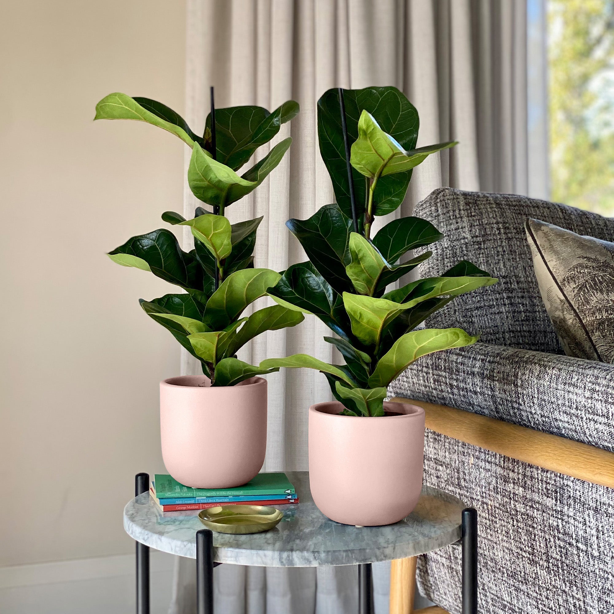 Fiddle Leaf Fig Potted House Plant Bundle Earthenware Clay