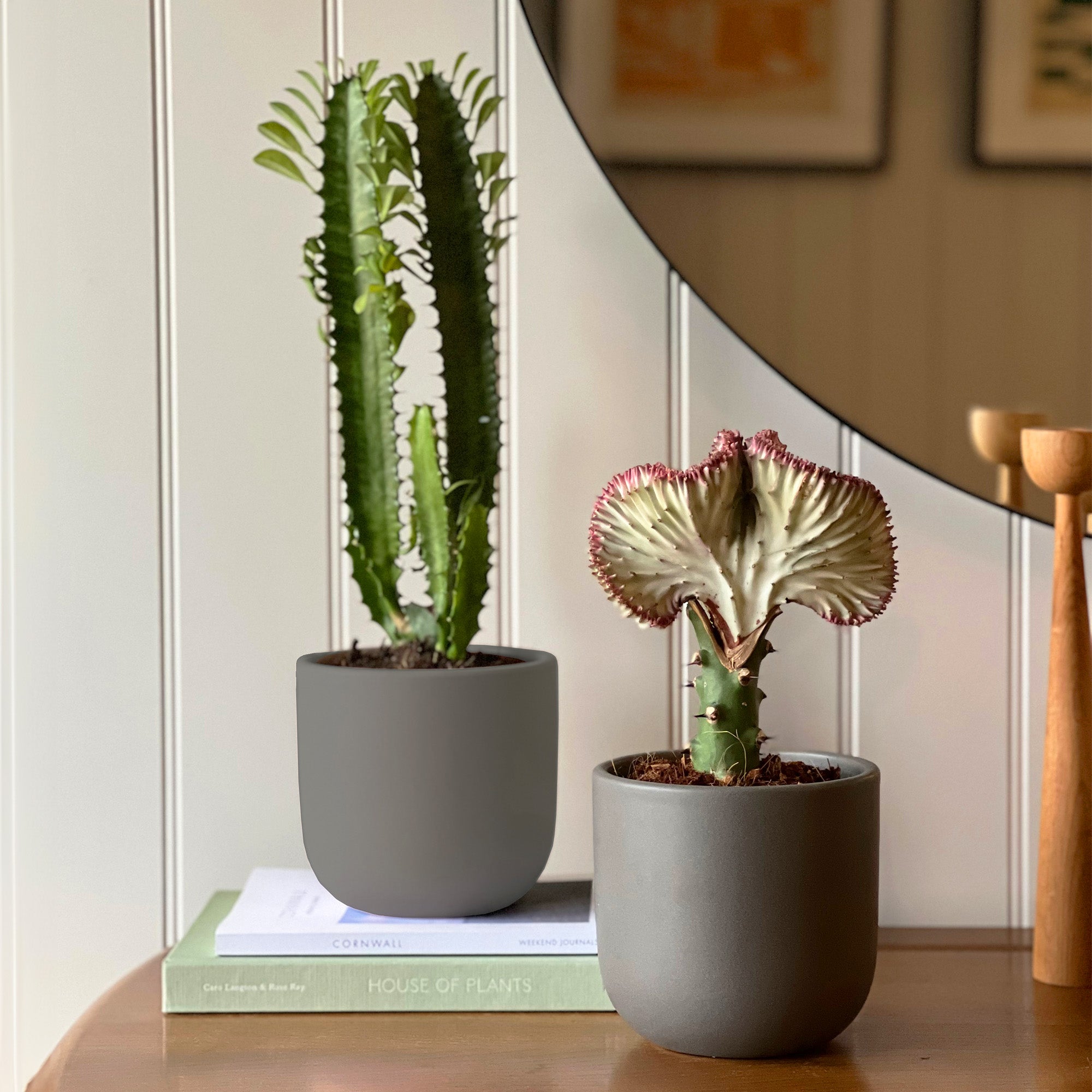 Cacti Potted House Plant Bundle Earthenware Graphite