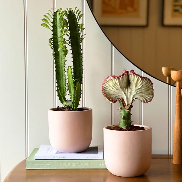 Cacti Potted House Plant Bundle image 1 of 5