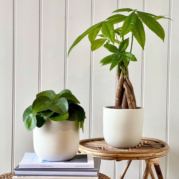 View Good Fortune Potted House Plant Bundle