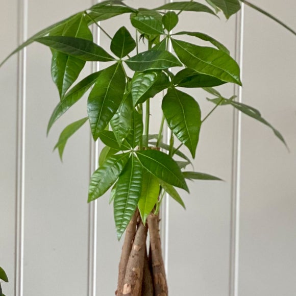 Carousel navigation image position 3 of 5