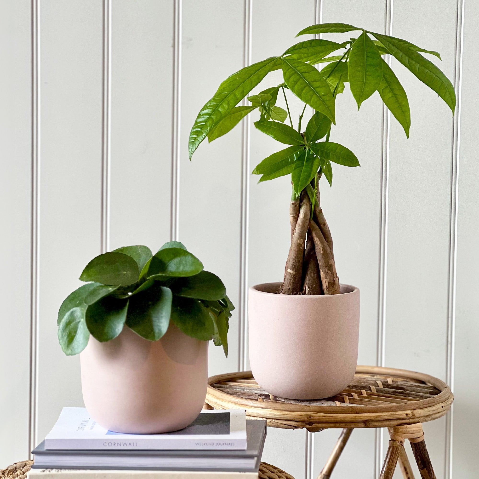 Good Fortune Potted House Plant Bundle