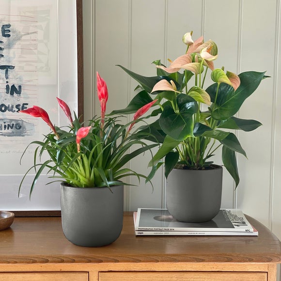 Flowering Potted House Plant Bundle