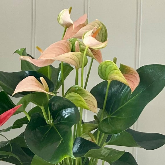 Carousel navigation image position 3 of 6