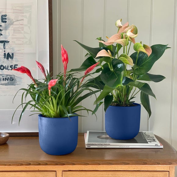 Flowering Potted House Plant Bundle