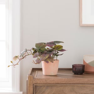 Artificial Peperomia In Orange Cement Plant Pot