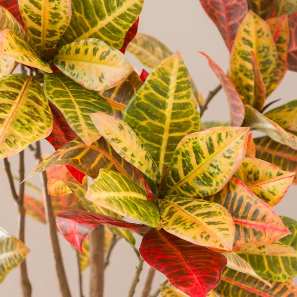 Carousel zoom image position 3 of 4