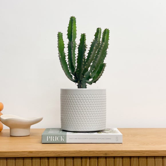 Beards Daisies Euphorbia Triangularis House Plant In Capri Pot Ceramic Light Grey