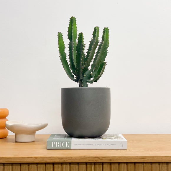Beards Daisies Euphorbia Triangularis House Plant In Earthenware Pot Earthenware Graphite