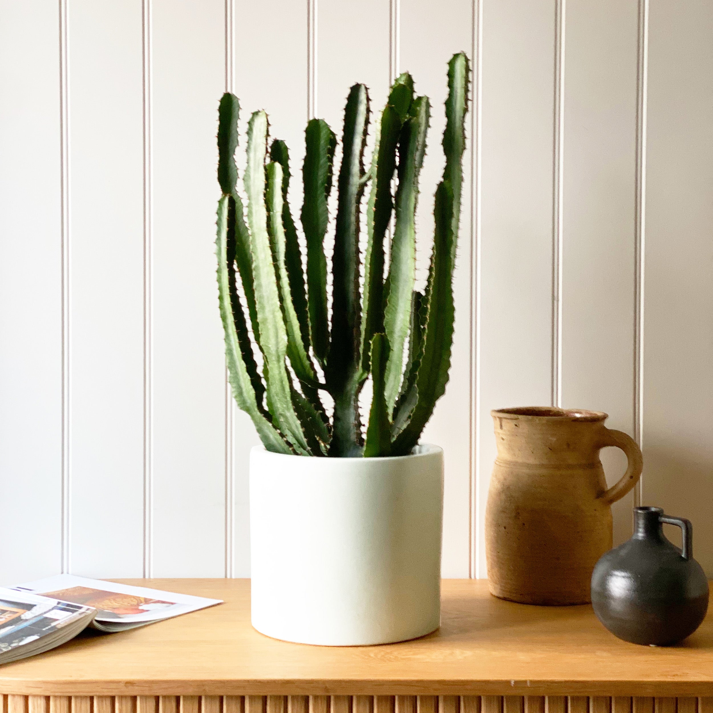 Beards Daisies Euphorbia Triangularis House Plant In Earthenware Pot Earthenware Oyster