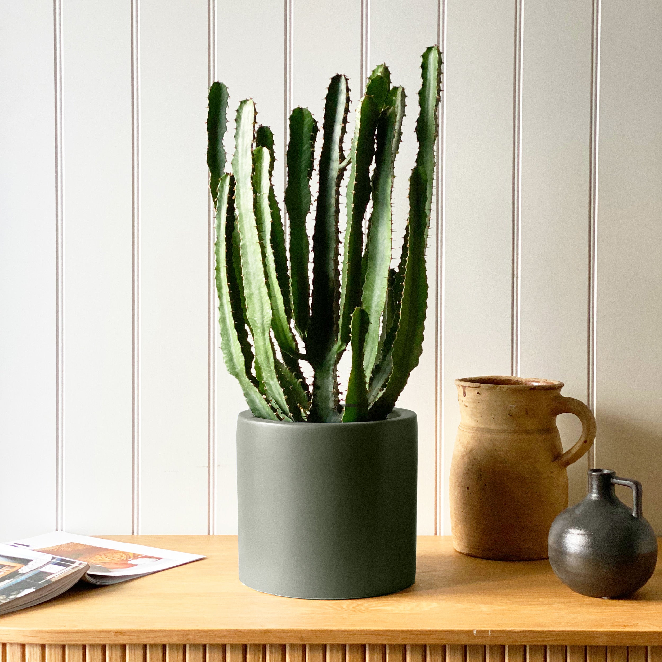 Beards Daisies Euphorbia Triangularis House Plant In Earthenware Pot Earthenware Graphite