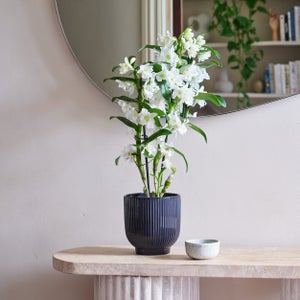 Dendrobium Bamboo Orchid House Plant In Ribbed Pot