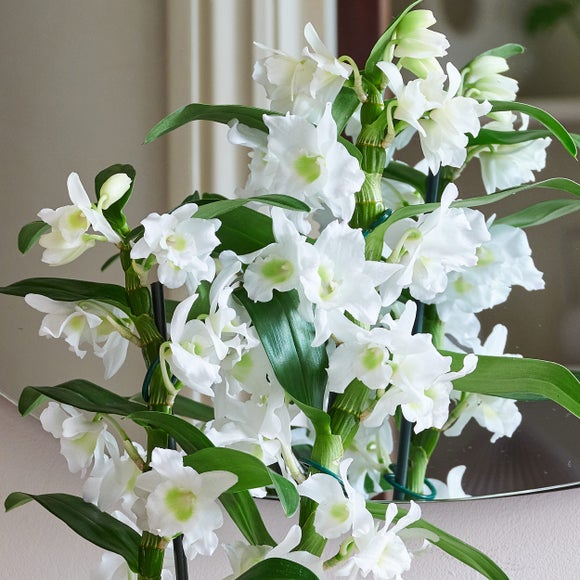 Dendrobium Bamboo Orchid House Plant in Capri Pot