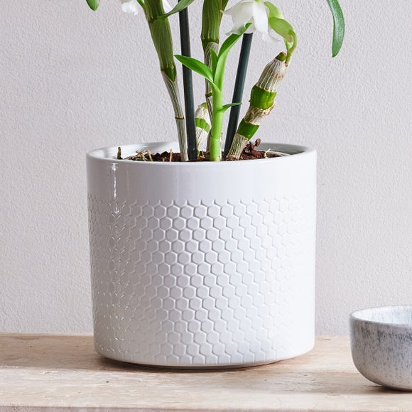 Dendrobium Bamboo Orchid House Plant in Capri Pot
