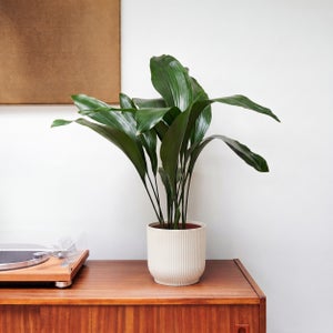 Cast Iron House Plant In Elho Vibes Pot
