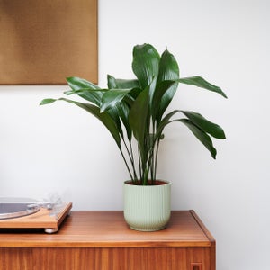 Cast Iron House Plant In Elho Vibes Pot