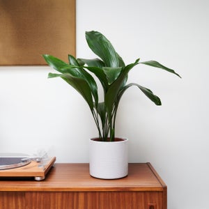 Cast Iron House Plant In Capri Pot