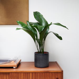 Cast Iron House Plant In Capri Pot