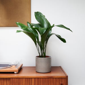 Cast Iron House Plant In Capri Pot