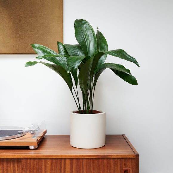 Photo 1 of Cast Iron House Plant In Earthenware Pot