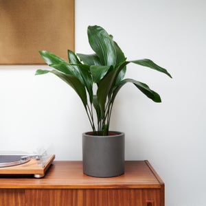 Cast Iron House Plant In Earthenware Pot