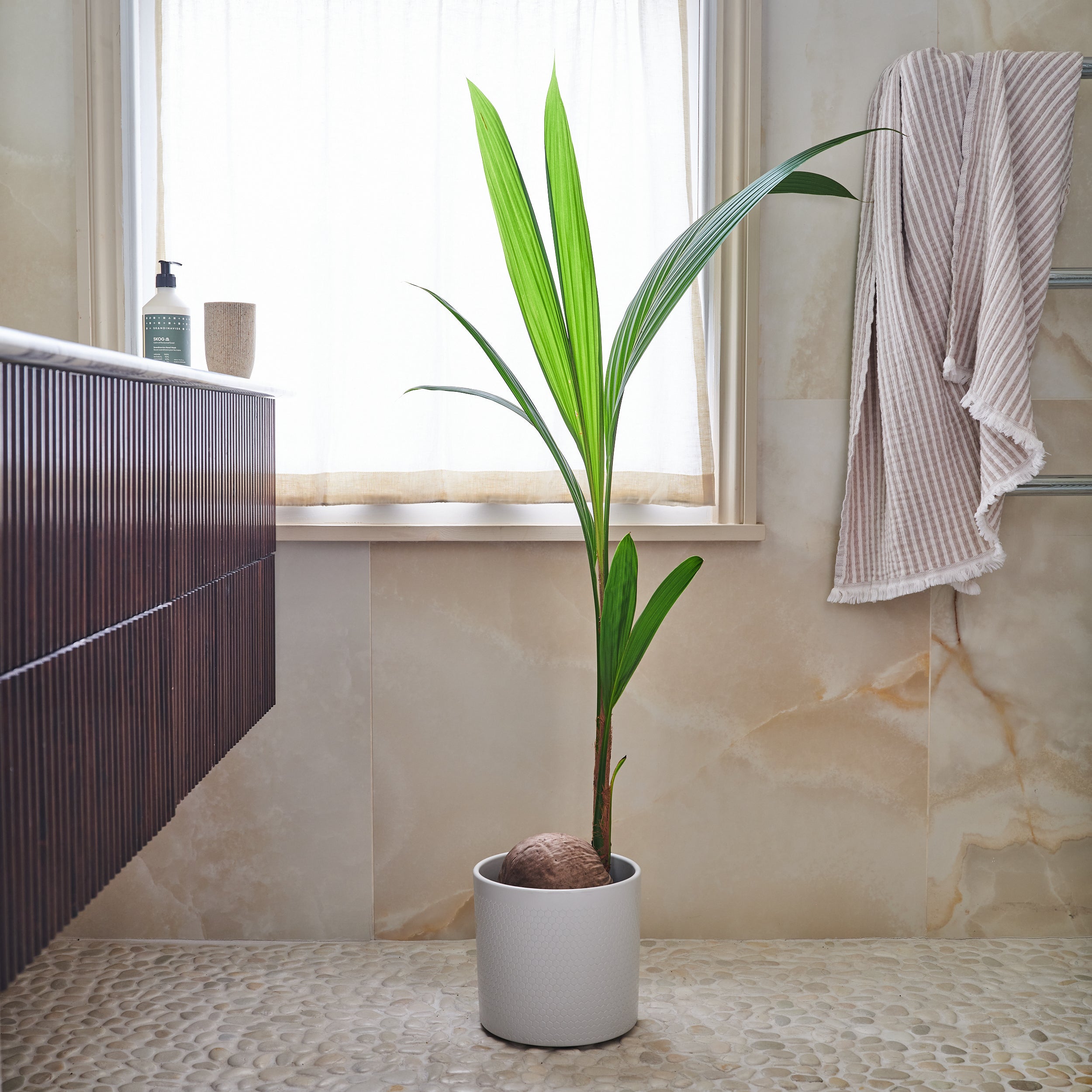 Beards Daisies Coconut Palm House Plant In Capri Pot Ceramic Light Grey