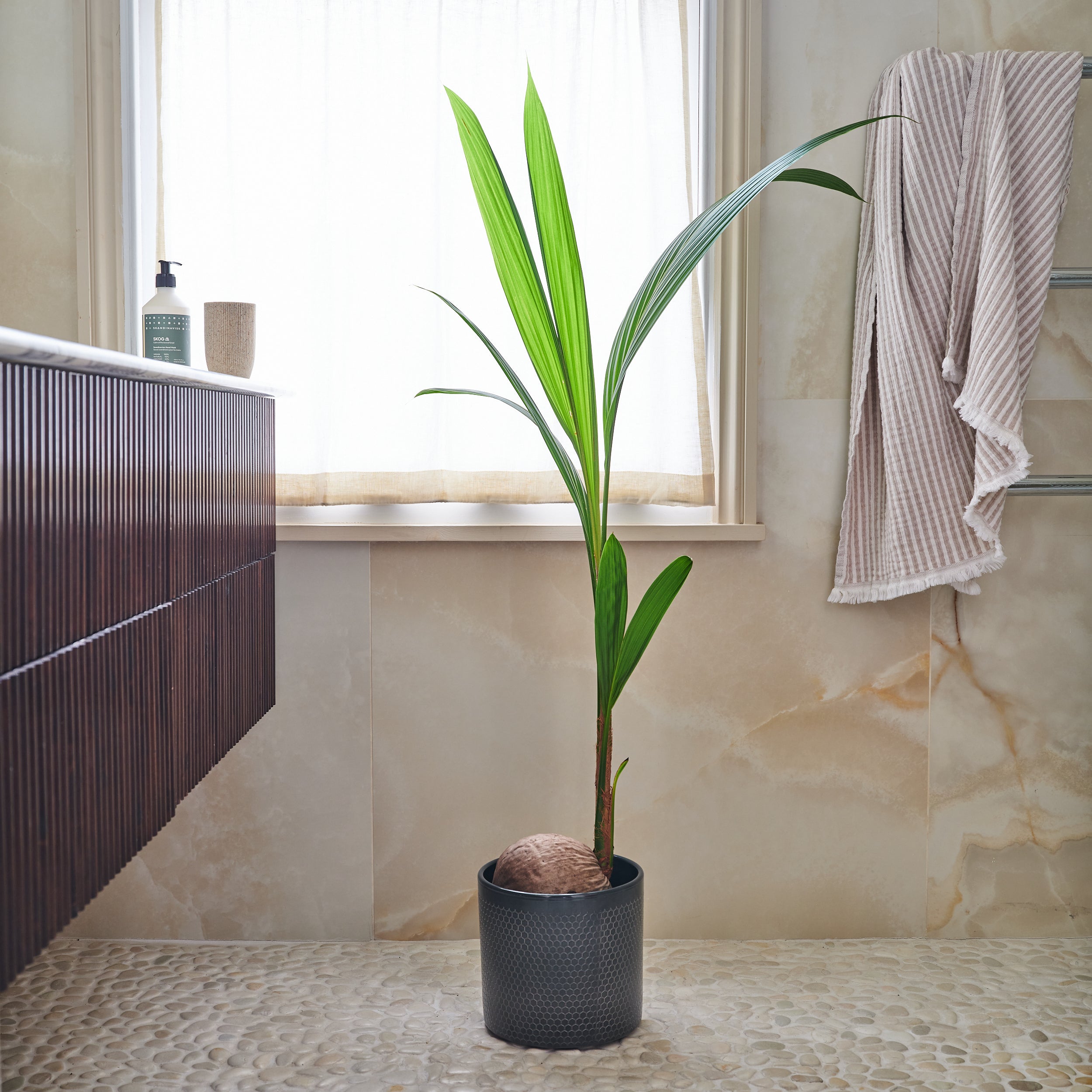 Beards Daisies Coconut Palm House Plant In Capri Pot Ceramic Black