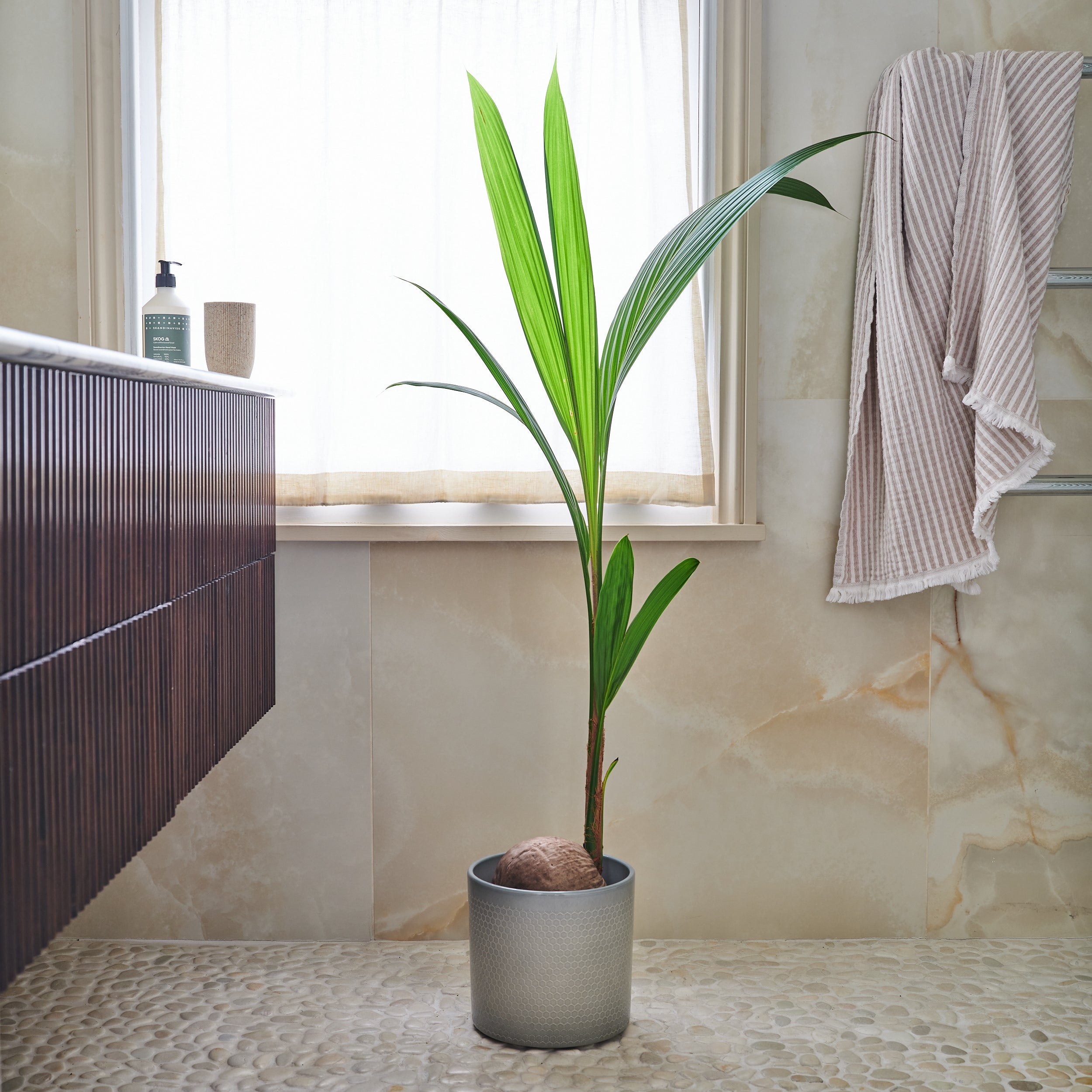 Beards Daisies Coconut Palm House Plant In Capri Pot Ceramic Light Green