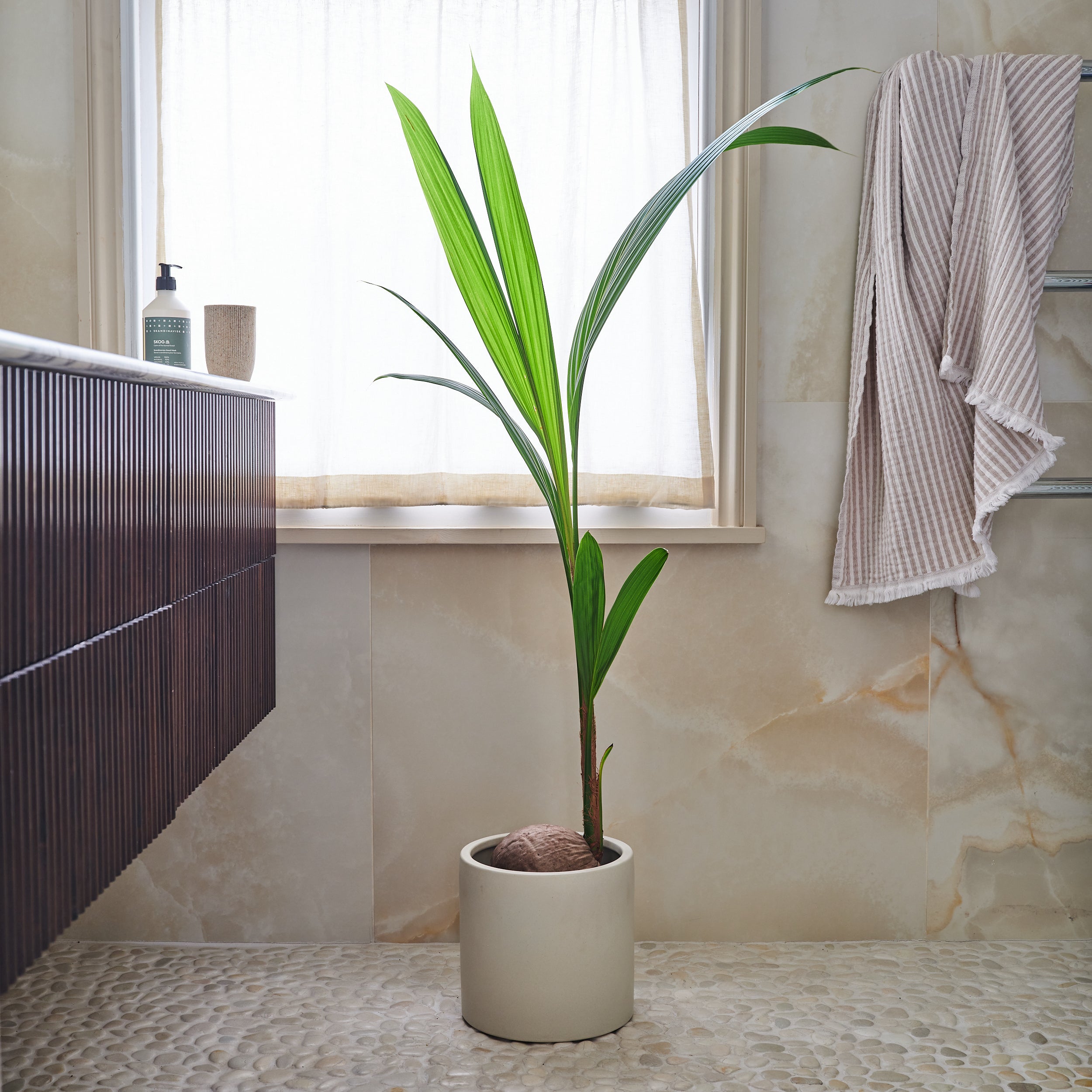 Beards Daisies Coconut Palm House Plant In Earthenware Pot Earthenware Oyster